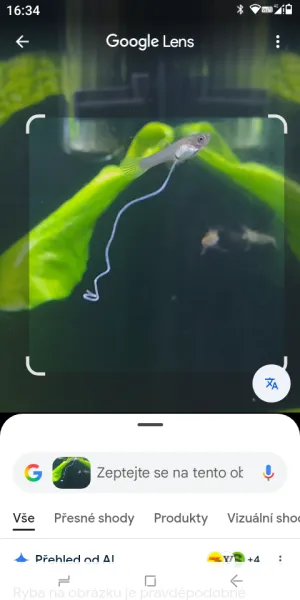 Fotka k příspěvku