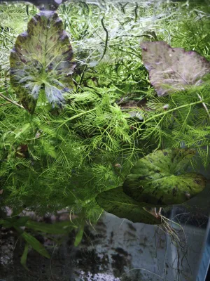 Fotka k příspěvku