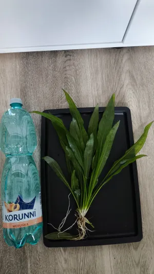 Fotka k příspěvku