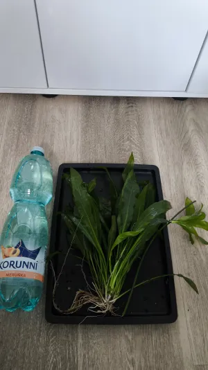 Fotka k příspěvku