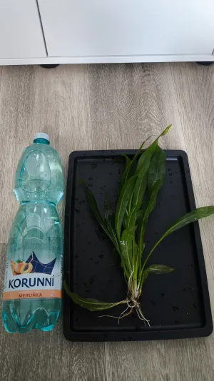 Fotka k příspěvku