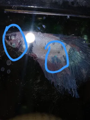 Fotka k příspěvku