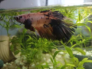 Fotka k příspěvku