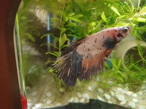 Fotka k příspěvku