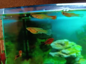 Fotka k příspěvku