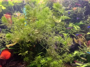 Fotka k příspěvku