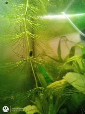 Fotka k příspěvku