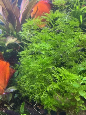 Fotka k příspěvku