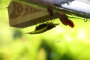 Fotka k příspěvku