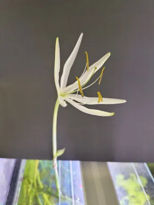 Fotka k příspěvku