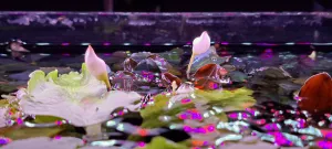 Fotka k příspěvku