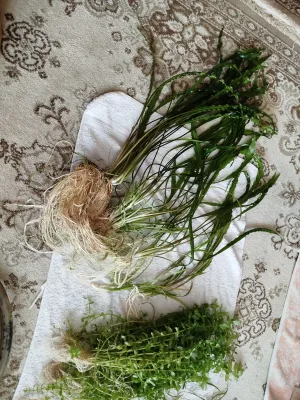 Fotka k příspěvku