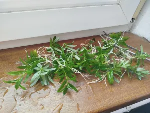 Fotka k příspěvku