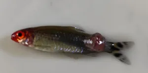 Fotka k příspěvku