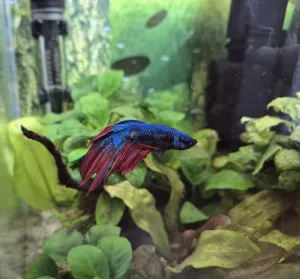 Fotka k příspěvku