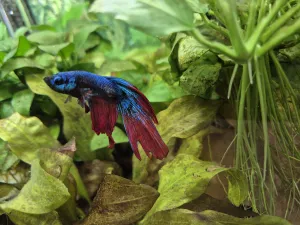 Fotka k příspěvku