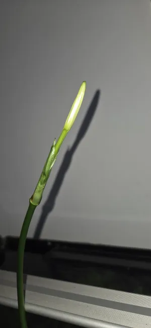 Fotka k příspěvku