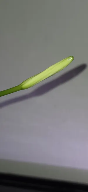 Fotka k příspěvku