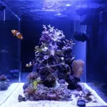 Nejoriginálnější akvárko