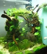 Nejoriginálnější akvárko