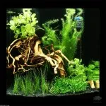 Nejoriginálnější akvárko