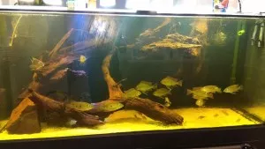 Nejoriginálnější akvárko