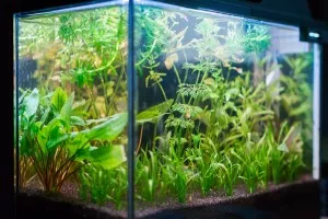 Nejoriginálnější akvárko