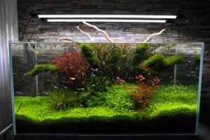 Nejoriginálnější akvárko