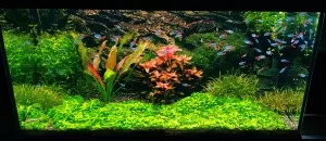 Nejoriginálnější akvárko