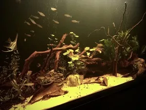 Nejoriginálnější akvárko