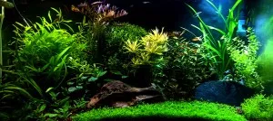 Nejoriginálnější akvárko