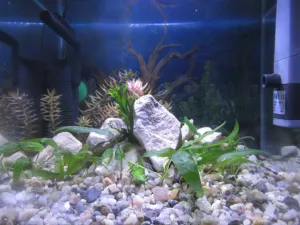 Nejoriginálnější akvárko