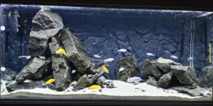 Nejoriginálnější akvárko