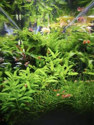 Nejoriginálnější akvárko