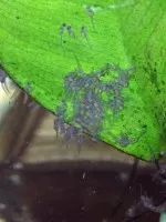 Nejroztomilejší potěr