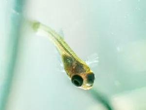 Nejroztomilejší potěr