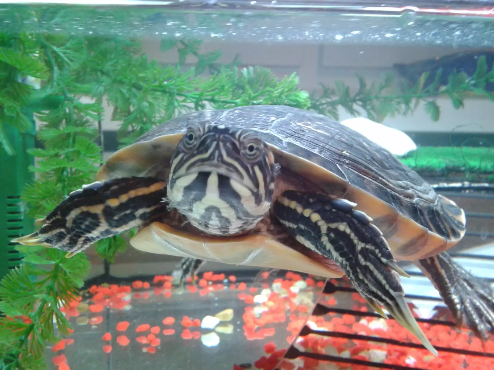 Nejkrásnější vodní želva