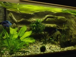 Nejzajímavější akvapozadí