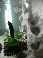 Nejzajímavější akvapozadí