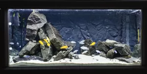 Nejzajímavější akvapozadí