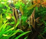 Nejkrásnější ryba