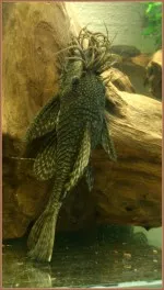 Nejkrásnější ryba