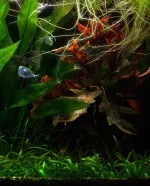 Nejkrásnější ryba