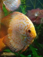 Nejkrásnější ryba