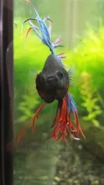 Nejkrásnější ryba