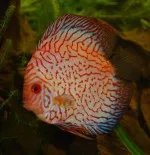 Nejkrásnější ryba