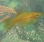 Nejkrásnější ryba