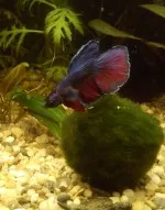 Nejkrásnější ryba