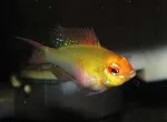 Nejkrásnější ryba