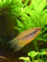 Nejkrásnější ryba